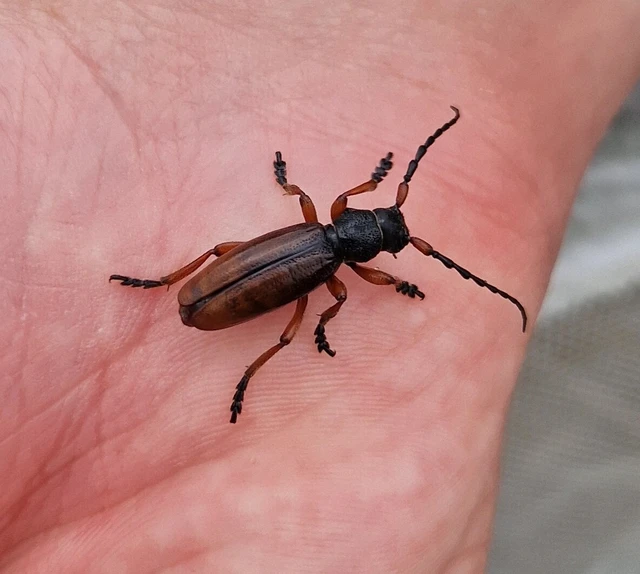 Dorcadion fulvum - barna gyalogcincér