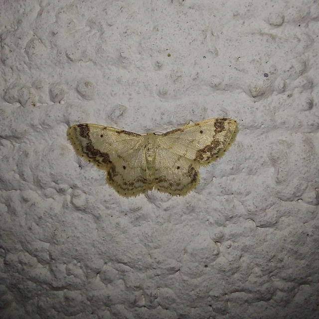 Idaea trigeminata - csúcsfoltos apróaraszoló