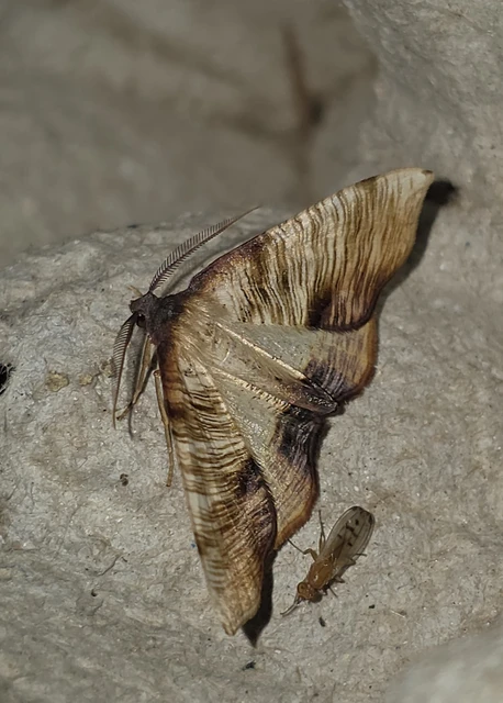 Plagodis dolabraria - baltaszárnyú araszoló