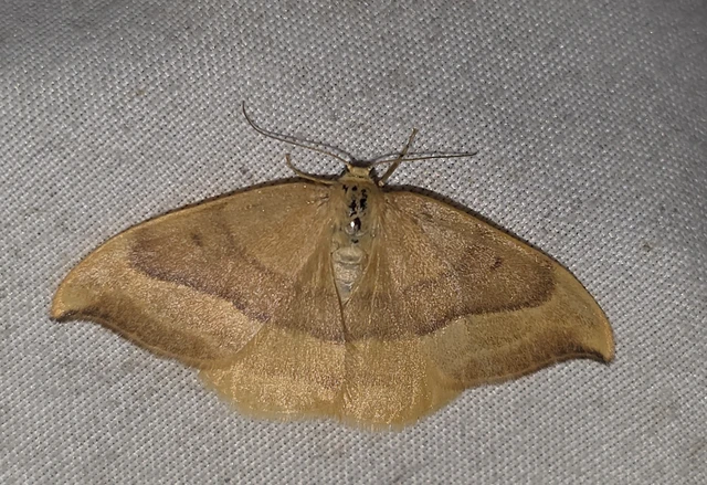 Watsonalla cultraria - bükkfa-sarlósszövő