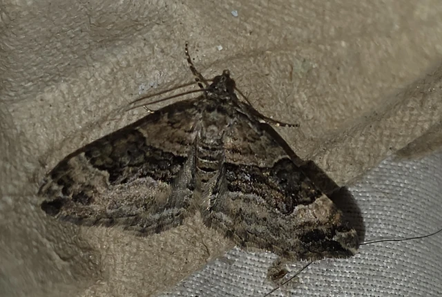 Xanthorhoe biriviata - kétsávos tarkaaraszoló