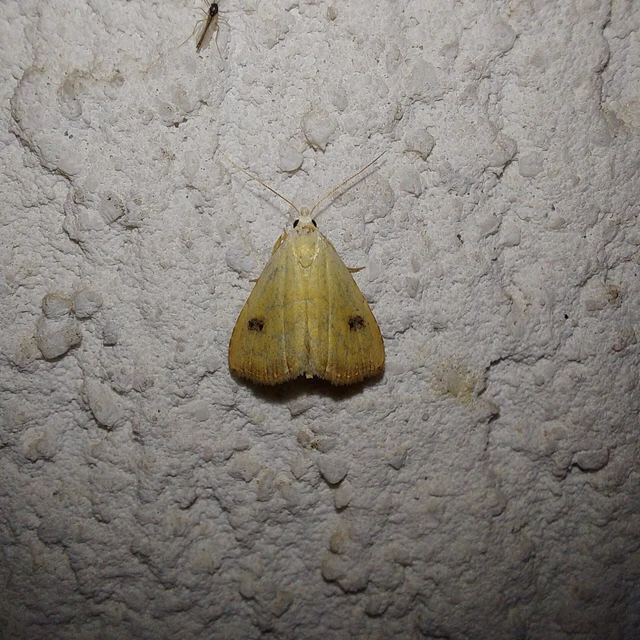 Rivula sericealis - selymes lórombagoly