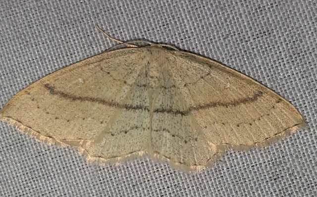 Cyclophora linearia - vonalas pettyesaraszoló