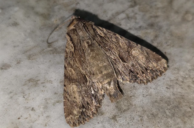 Apamea syriaca tallosi - Tallós dudvabaglya