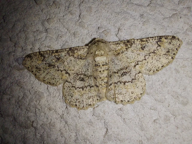 Ascotis selenaria - holdas faaraszoló