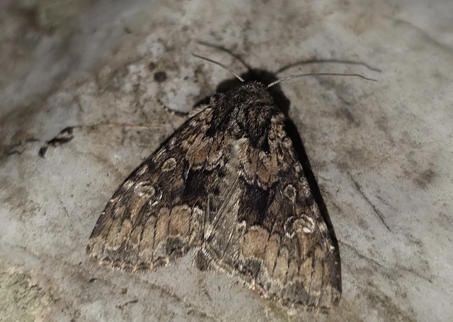 Apamea illyria - déli dudvabagoly
