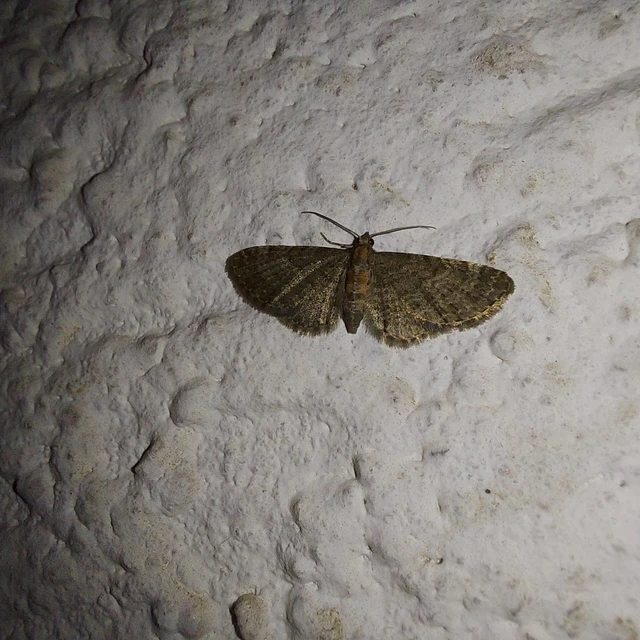 Eupithecia haworthiata - rozsdástestű törpearaszoló