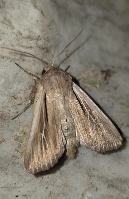 Leucania comma - vesszős rétibagoly