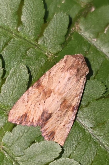 Apamea sublustris - sárgás dudvabagoly