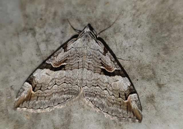 Aplocera praeformata - hegyi csíkosaraszoló