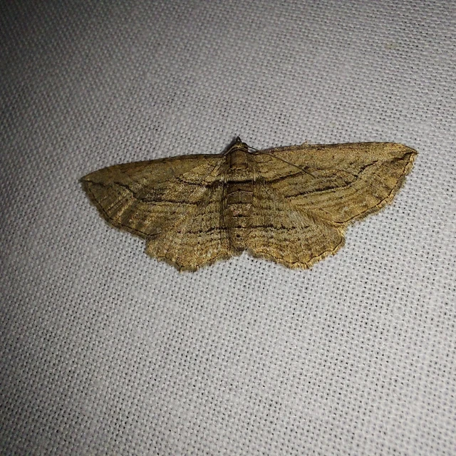Horisme corticata - barna iszalagaraszoló