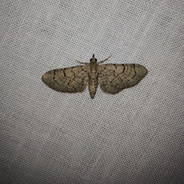 Eupithecia silenicolata - habszegfű-törpearaszoló