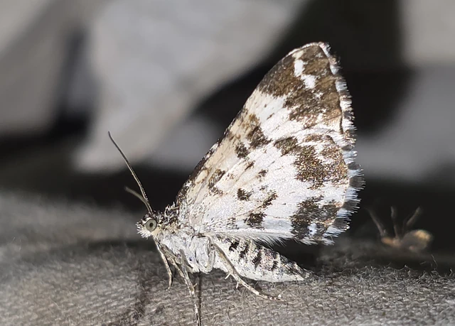 Epirrhoe tristata - gyászos tarkaaraszoló