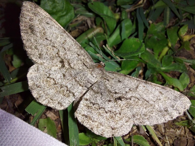 Hypomecis roboraria - nagy tölgyfaaraszoló