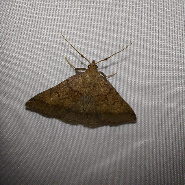 Zanclognatha lunalis - pelyheslábú karcsúbagoly