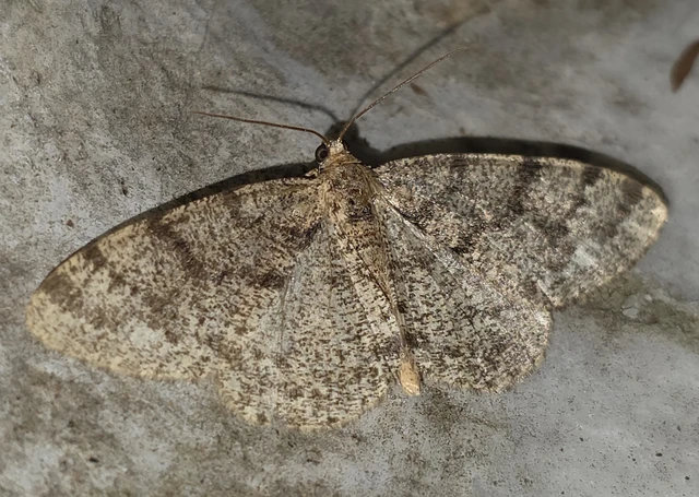Parectropis similaria - barna zuzmóaraszoló