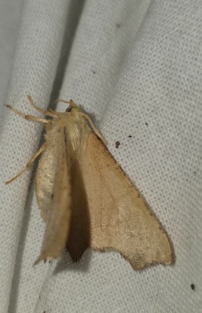 Ennomos erosaria - hársfa-levélaraszoló