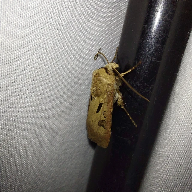 Agrotis exclamationis - felkiáltójeles földibagoly