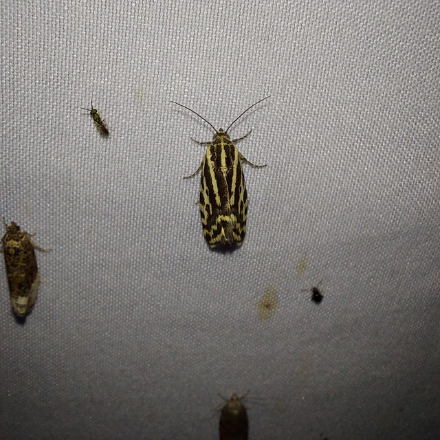 Emmelia trabealis - zebrabagoly