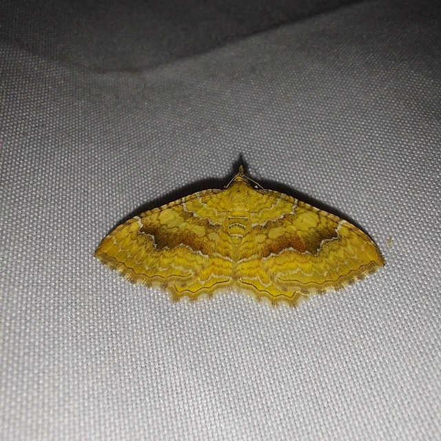 Camptogramma bilineata - kétvonalas sávosaraszoló