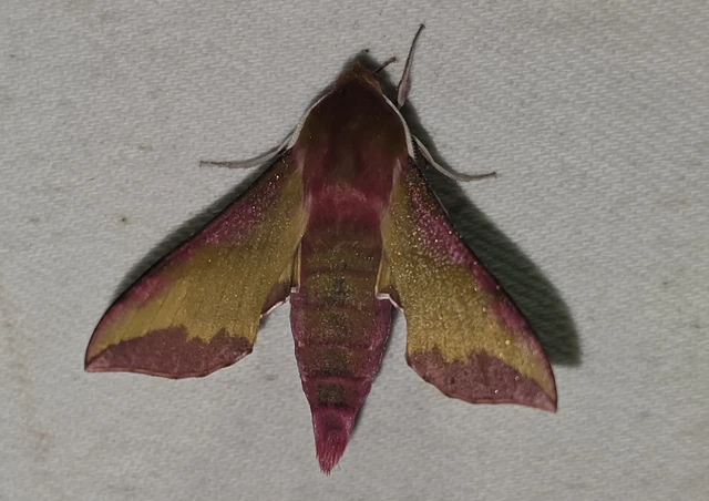 Deilephila porcellus - piros szender