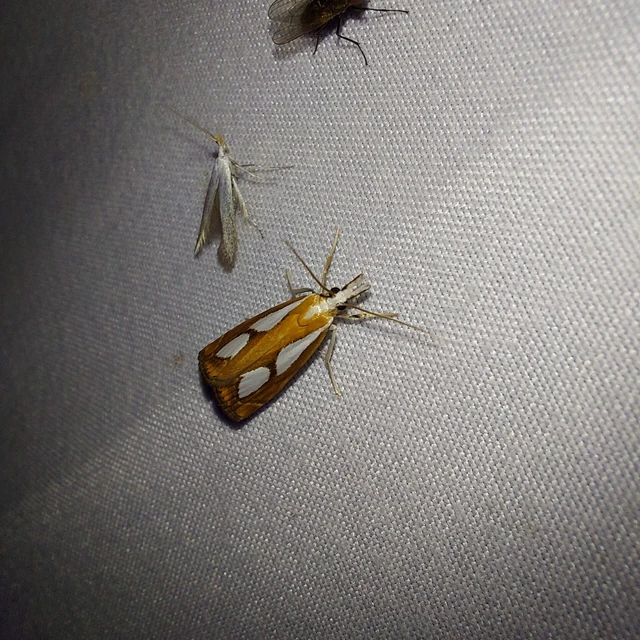 Catoptria pinella - ezüstös fűgyökérmoly