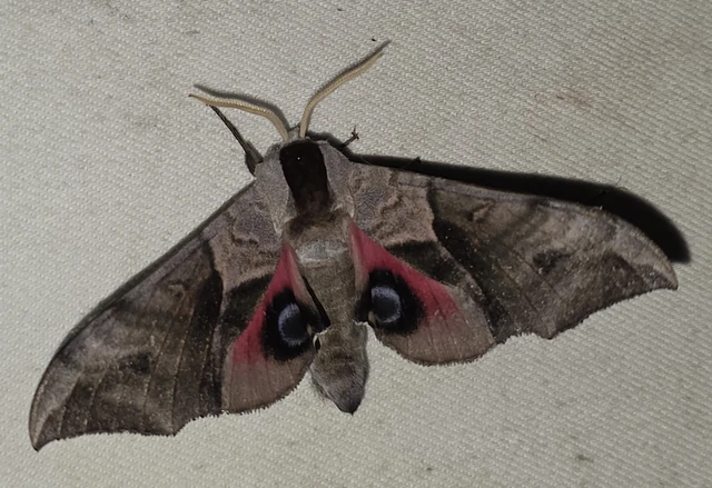 Smerinthus ocellatus - esti pávaszem
