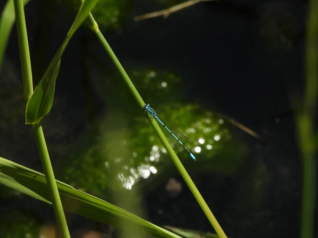 Coenagrion puella - azúrkék légivadász