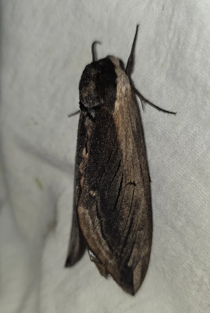 Sphinx ligustri - fagyalszender