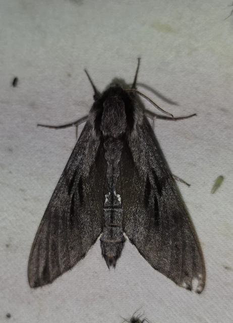 Hyloicus pinastri - fenyőszender