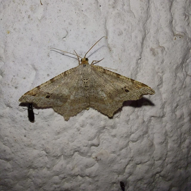 Macaria alternata - közönséges szürkearaszoló