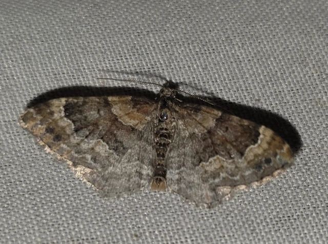 Xanthorhoe spadicearia - sávos tarkaaraszoló
