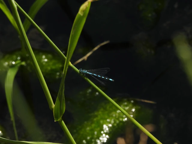 Coenagrion ornatum - díszes légivadász