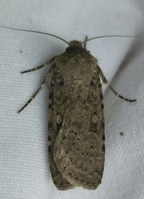 Rhyacia simulans - hamvas földibagoly