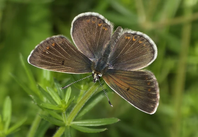 Aricia artaxerxes issekutzi - bükki szerecsenboglárka