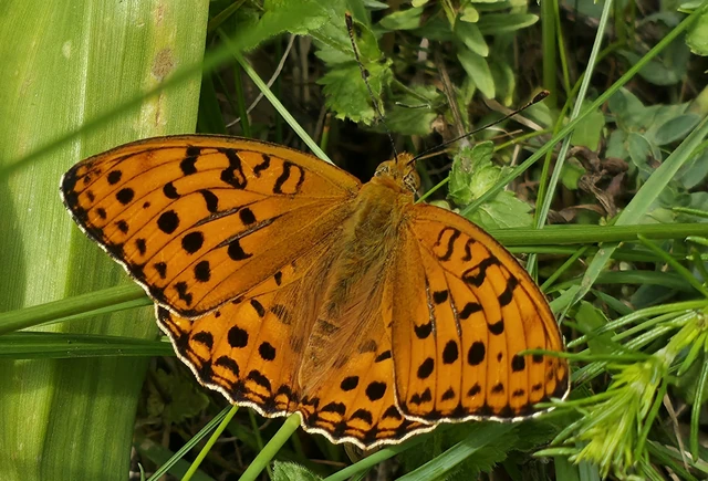 Argynnis adippe - ezüstös gyöngyházlepke