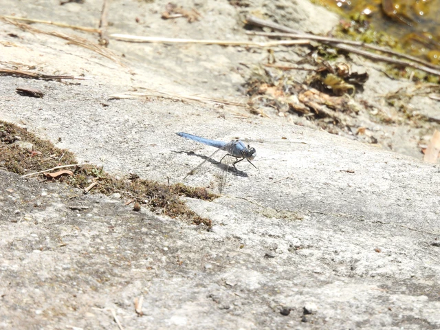 Orthetrum brunneum - pataki pásztorszitakötő