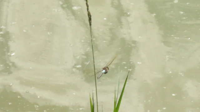 Anax parthenope - barna óriásacsa Anax parthenope - barna óriásacsa