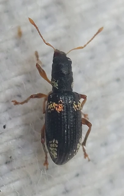Polydrusus viridicinctus - zöldöves lombormányos