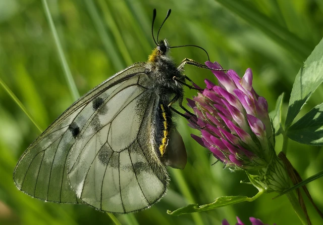 Parnassius mnemosyne - kis apollólepke