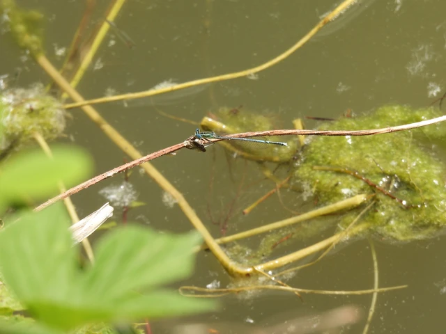 Platycnemis pennipes - széleslábú szitakötő