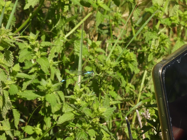 Ischnura elegans pontica - kéköves légivadász