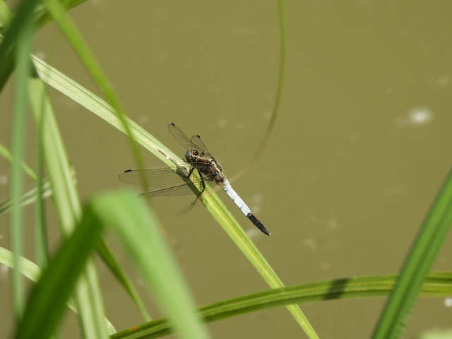 Orthetrum albistylum - fehérfarkú pásztorszitakötő