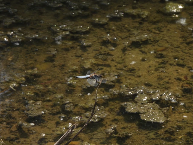 Libellula depressa - széles laposacsa