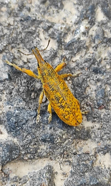 Lixus pulverulentus - mályvafúró dudvabarkó