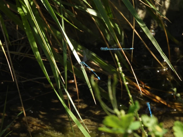 Coenagrion puella - azúrkék légivadász