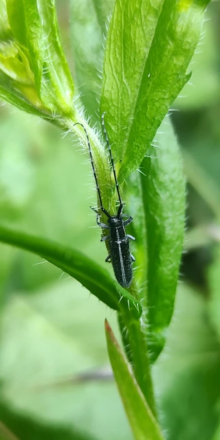 Agapanthia cardui - sávos bogáncscincér