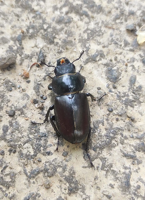 Lucanus cervus - nagy szarvasbogár