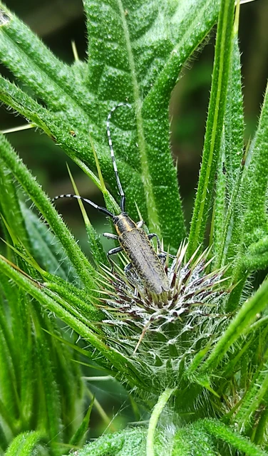 Agapanthia villosoviridescens - fehérgyűrűs bogáncscincér
