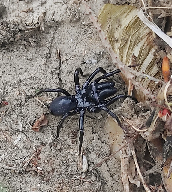 Atypidae - torzpókok